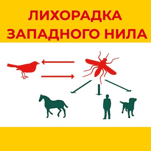 Основной текст, картинка.jpg Основной текст, картинка.jpg
